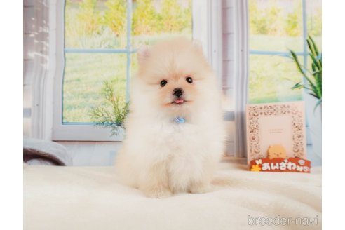 成約済の静岡県のポメラニアン-331821の4枚目